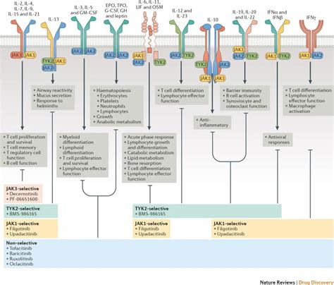 Cytokine Signaling Pathway