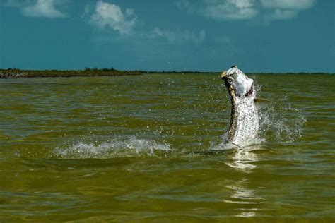 7 Must-Know Tarpon Fly Fishing Tips for Beginners | Yellow Dog