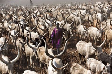 Powerful Photographs Show The Daily Life of The Dinka People Of Southern Sudan | Крупный рогатый ...