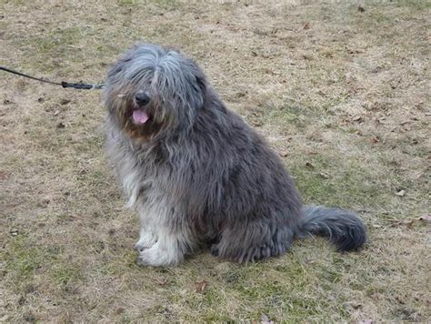 Bergamasco Shepherd