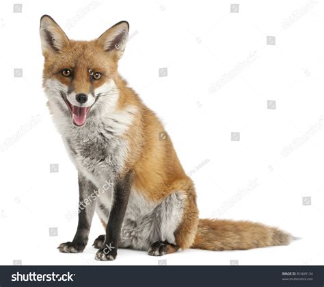 930 Fox cutout Images, Stock Photos & Vectors | Shutterstock