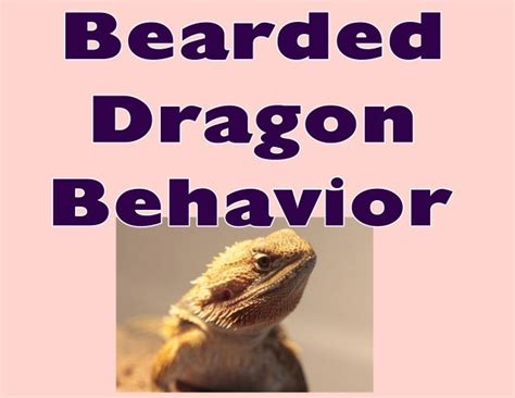 Bearded Dragon Behavior