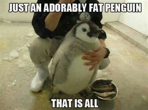 Just an adorably fat penguin | If you're having a bad day… | Penguins, Baby penguins, Fat animals