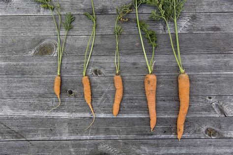 Harvesting Carrots in Your Garden | Properly Rooted