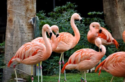 02-017 Flamingos | Flamingo hotel, Flamingo, Habitats