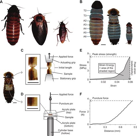 Roach: Roach Life Cycle