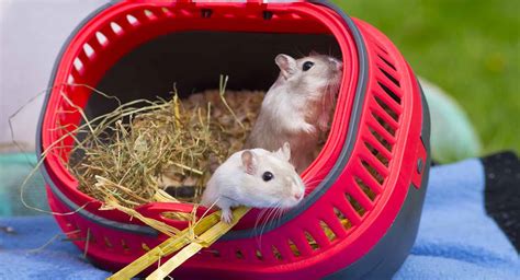 Best Gerbil Cages - Finding Housing For Your Pet!