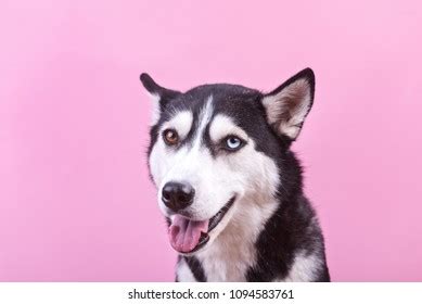 Portrait Smiling Funny Siberian Husky Dog Stock Photo 1094583761 | Shutterstock