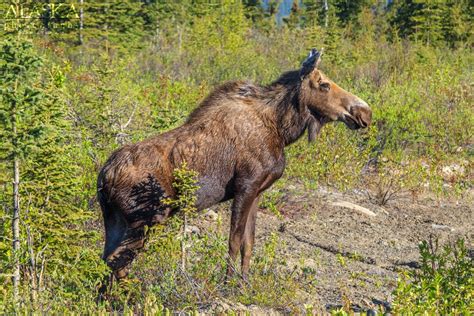 Moose of Alaska - Alaska.Guide