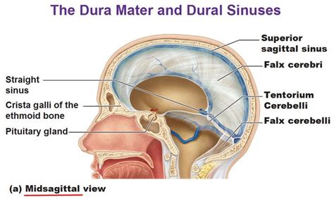 dura mater dural sinuses falx cerebri tantorium cerebelli falx cristal galli midsagittal view ...