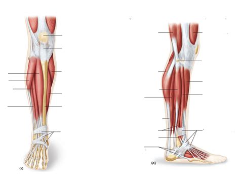 Foot muscles Quiz