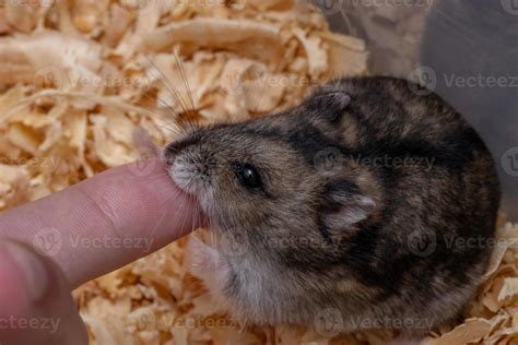 Campbell's dwarf hamster 3779645 Stock Photo at Vecteezy