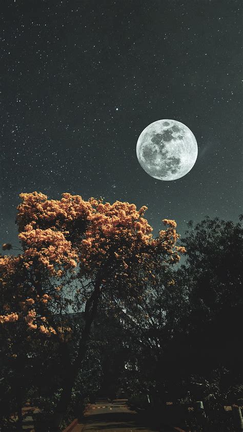 Moon, stars and trees, Moon, Trigraphy, aesthetic, bonito, black and white, flowers, HD phone ...