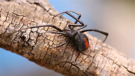 20 Facts About Redback Spiders - Pictures, Information & Video - Before ...