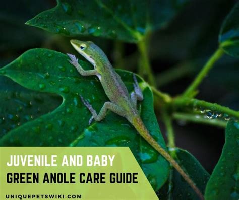 Juvenile And Baby Green Anole Care Guide (With Suppliers)