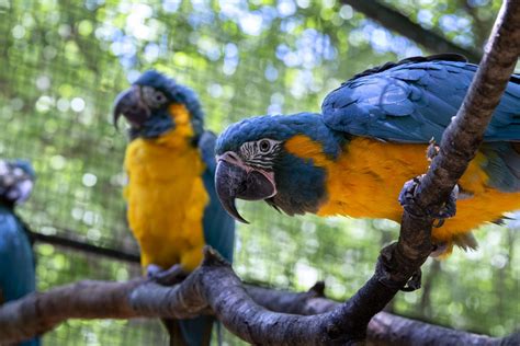 Blue-throated Macaw - Zoo Atlanta