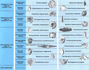 Index fossils Facts for Kids