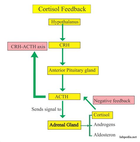 Cortisol Suppression Test (Dexamethasone Suppression) (ACTH suppression) – Labpedia.net