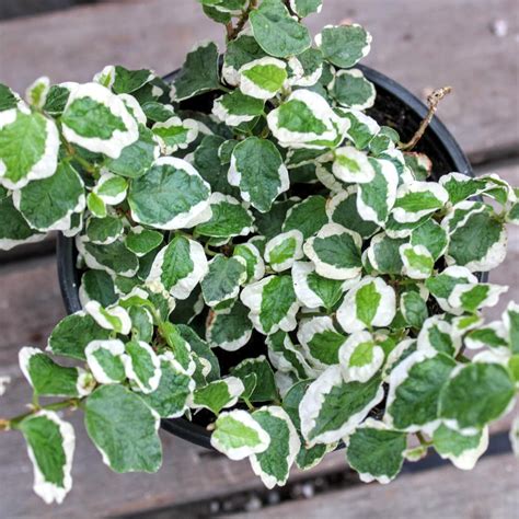 How to grow a Ficus pumila - Creeping Fig - Ficus Repens