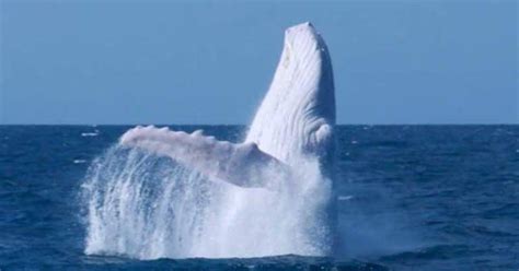 Migaloo The Albino Humpback Whale - National Wildlife Council