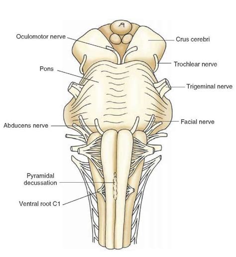 Ventral view of the brainstem. Note the positions of the cerebral peduncle; basilar part of the ...