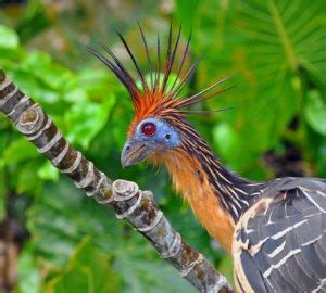 Hoatzin: National Bird of Guyana | Interesting facts about Hoatzin