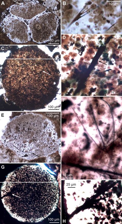 The Dragon's Tales: Claim: Cryogenian NeoProterozoic Sponge Fossils are ...