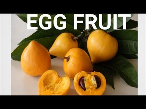 Egg fruit/benefits of egg fruits - YouTube