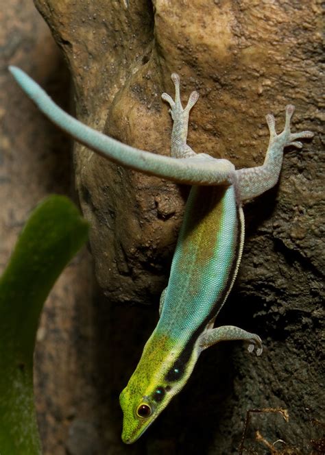 Neon Day Gecko (Phelsuma klemmeri) | Brian Gratwicke | Flickr