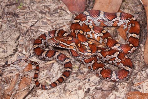 Red Cornsnake – Florida Snake ID Guide