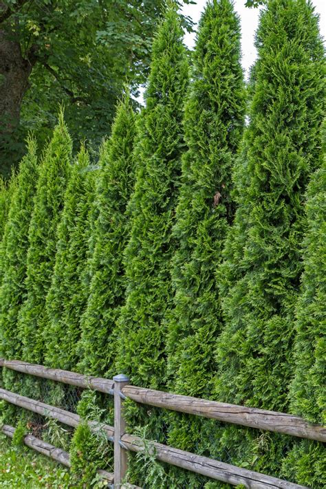 Best Evergreen Plants For A Privacy Hedge