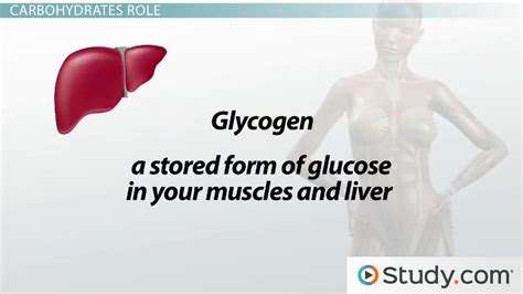 Lipogenesis Process & Function - YouTube