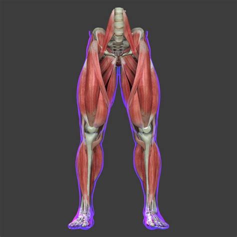 Muscles of the Human Leg - 3D Model by dcbittorf