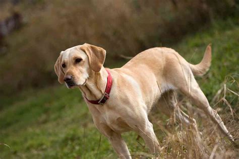 Can Yellow Labradors Have Black Puppies? Explained! - Retriever Advice