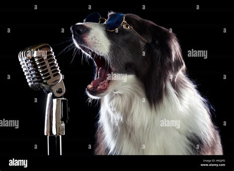 Why Do Dogs Sing To Songs