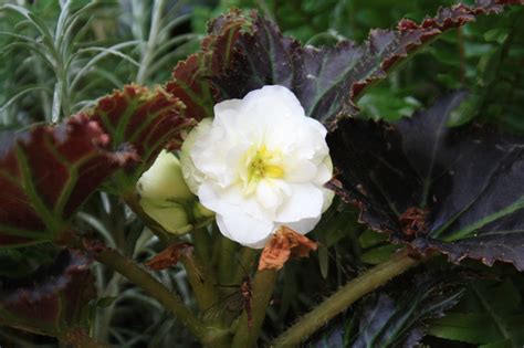 Non Stop Begonia White - Gardening in the Shade