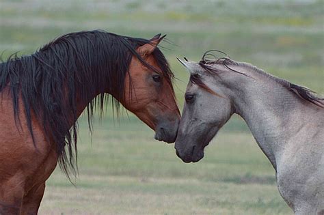 Mustang Horse Breed Profile