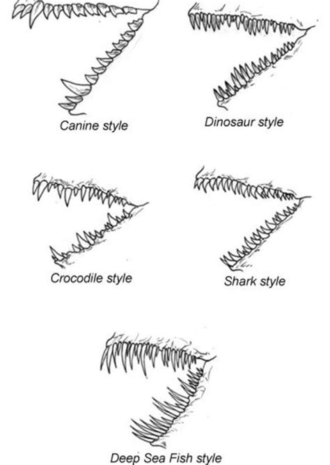 Crocodile Teeth Drawing - Crocodile