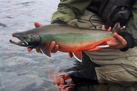 The History Behind the EPIC Name - Alaska Fly Fishing Trips