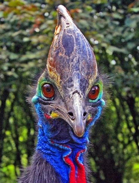 Cassowaries (/ˈkæsəwɛəri/), genus Casuarius, are ratites (flightless birds without a keel on ...