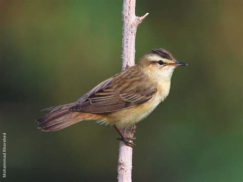 Sedge Warbler | KuwaitBirds.org