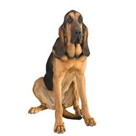 Bloodhound vs Redbone Coonhound » Complete Breed Comparison