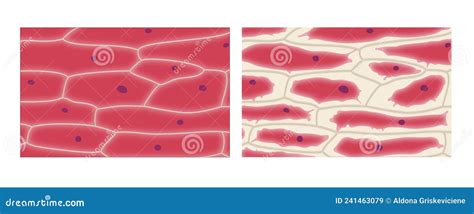 Plasmolysis in Onion Epidermis Cells Stock Illustration - Illustration of osmosis, vacuole ...