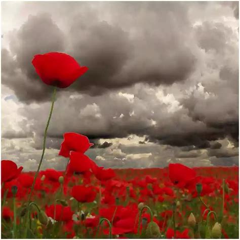 In Flanders fields the poppies grow... | Flower painting, Art drawings beautiful, Sand and water