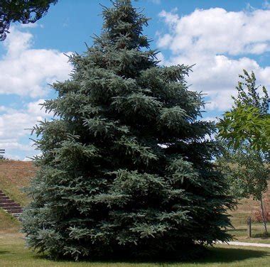 South Dakota Trees For Sale | The Tree Center™