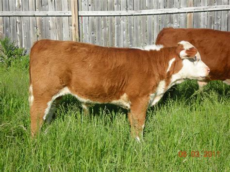 Middleground Miniature Herefords: Polled Miniature hereford bull calf for sale