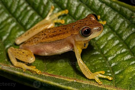 Small Yellow Tree Frog 26759952 Stock Photo at Vecteezy