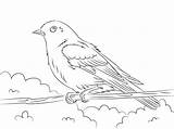Cartoon Bluebird Coloring Page  Free Printable Pages For Kids sketch template