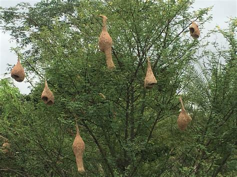 Baya Weaver Bird nests : r/pic