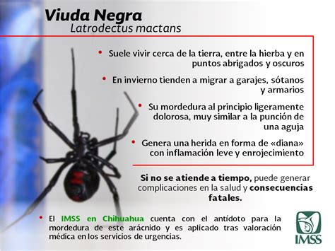 IMSS ALERTA SOBRE PICADURA DE LA “VIUDA NEGRA” – El Observador